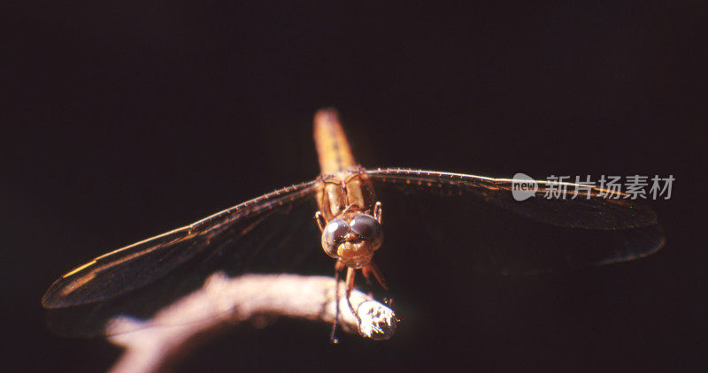 龙骨Skimmer (Orthetrum coerulescens)雌性